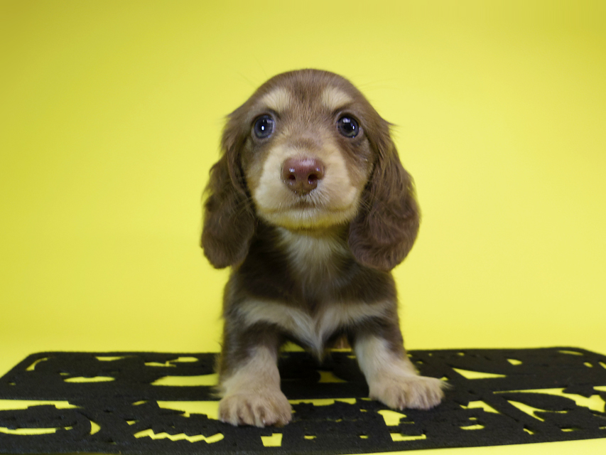 ダックスフンド カニンヘン ティアラ & 武蔵の子犬 チョコクリーム 女の子MGP6867 ダックスフンド カニンヘン ティアラ & 武蔵の子犬 チョコクリーム 女の子