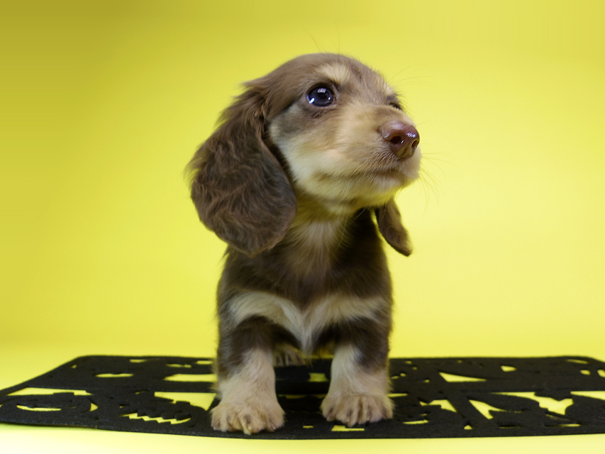 ダックスフンド カニンヘン ティアラ & 武蔵の子犬 チョコクリーム 女の子MGP6869 ダックスフンド カニンヘン ティアラ & 武蔵の子犬 チョコクリーム 女の子