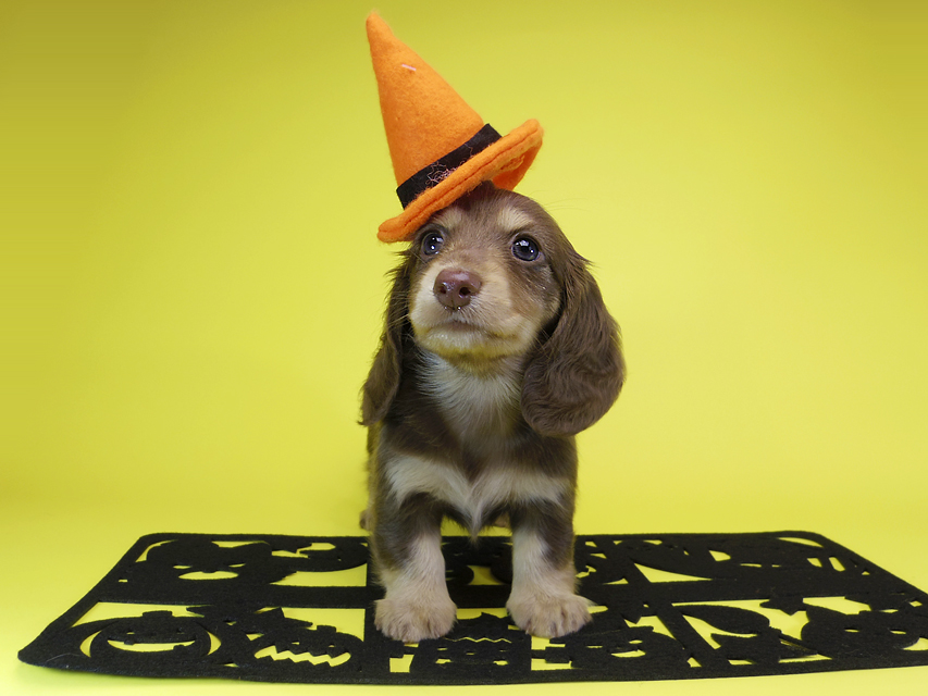 ダックスフンド カニンヘン ティアラ & 武蔵の子犬 チョコクリーム 女の子MGP6871 ダックスフンド カニンヘン ティアラ & 武蔵の子犬 チョコクリーム 女の子