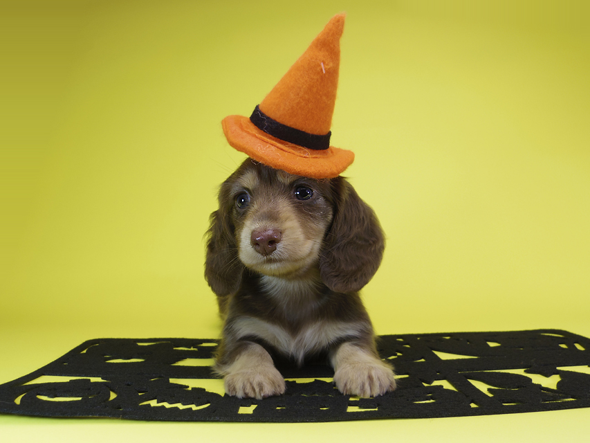 ダックスフンド カニンヘン ティアラ & 武蔵の子犬 チョコクリーム 女の子MGP6879 ダックスフンド カニンヘン ティアラ & 武蔵の子犬 チョコクリーム 女の子