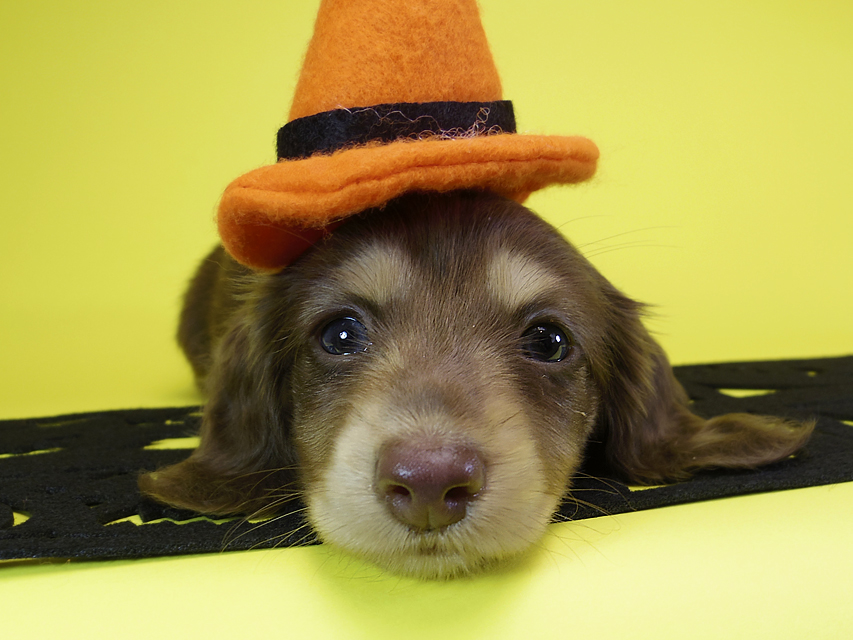 ダックスフンド カニンヘン ティアラ & 武蔵の子犬 チョコクリーム 女の子MGP6900 ダックスフンド カニンヘン ティアラ & 武蔵の子犬 チョコクリーム 女の子