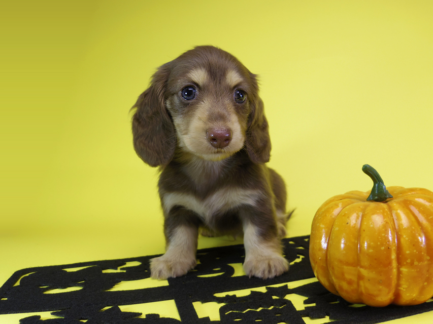 ダックスフンド カニンヘン ティアラ & 武蔵の子犬 チョコクリーム 女の子MGP6911 ダックスフンド カニンヘン ティアラ & 武蔵の子犬 チョコクリーム 女の子