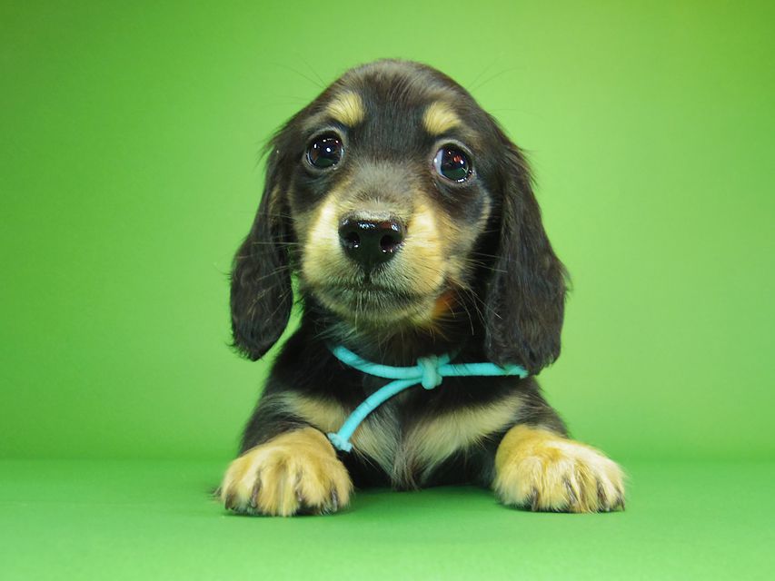 ダックスフンド カニンヘン アン.hb & ダルクの子犬 ブラッククリーム 男の子①IMGP7197 ダックスフンド カニンヘン アン.hb & ダルクの子犬 ブラッククリーム 男の子①