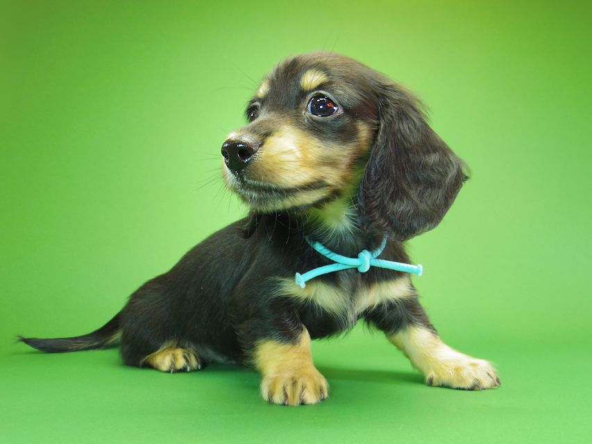 ダックスフンド カニンヘン アン.hb & ダルクの子犬 ブラッククリーム 男の子①IMGP7203 ダックスフンド カニンヘン アン.hb & ダルクの子犬 ブラッククリーム 男の子①