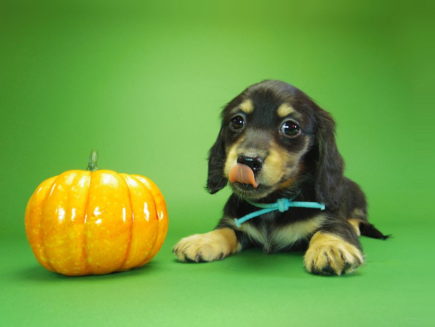 ダックスフンド カニンヘン アン.hb & ダルクの子犬 ブラッククリーム 男の子①IMGP7208 ダックスフンド カニンヘン アン.hb & ダルクの子犬 ブラッククリーム 男の子①