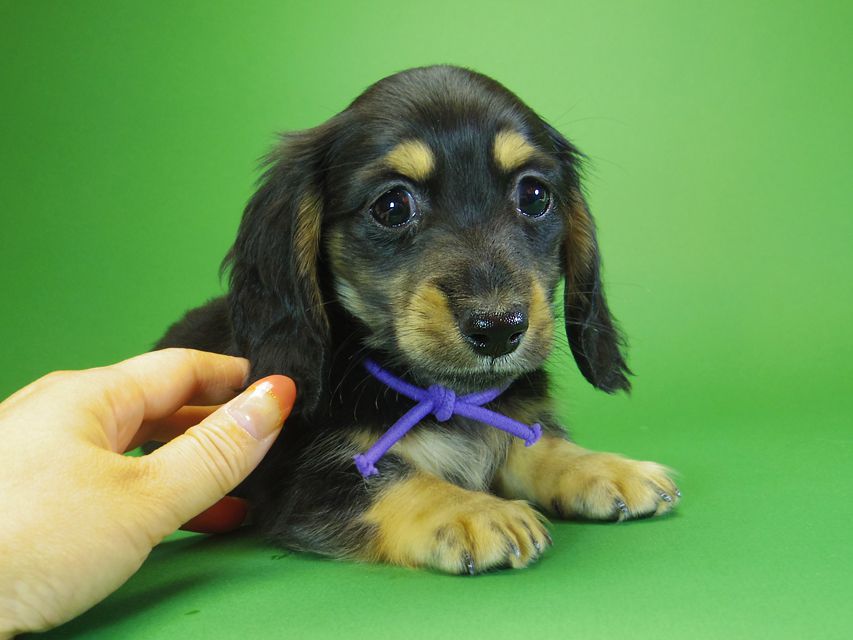 ダックスフンド カニンヘン アン.hb & ダルクの子犬 ブラッククリーム 男の子③