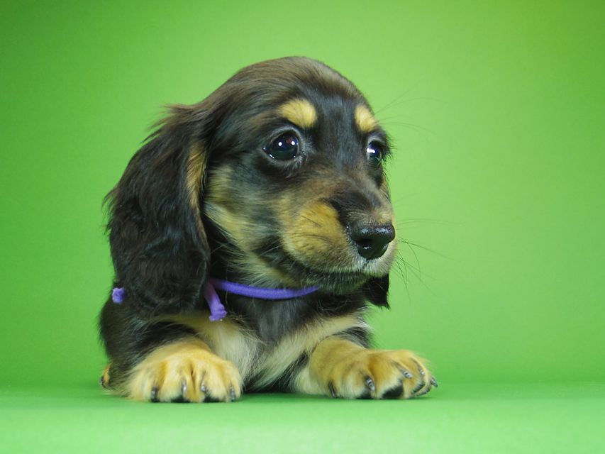 ダックスフンド カニンヘン アン.hb & ダルクの子犬 ブラッククリーム 男の子③