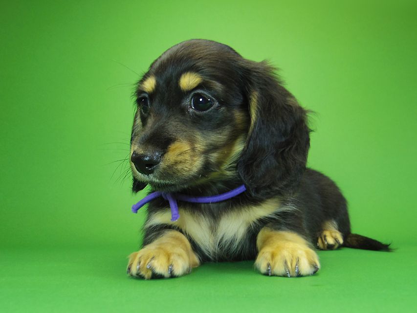 ダックスフンド カニンヘン アン.hb & ダルクの子犬 ブラッククリーム 男の子③