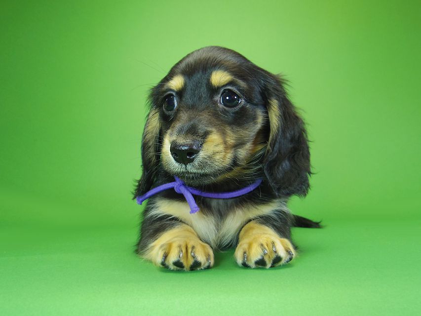 ダックスフンド カニンヘン アン.hb & ダルクの子犬 ブラッククリーム 男の子③