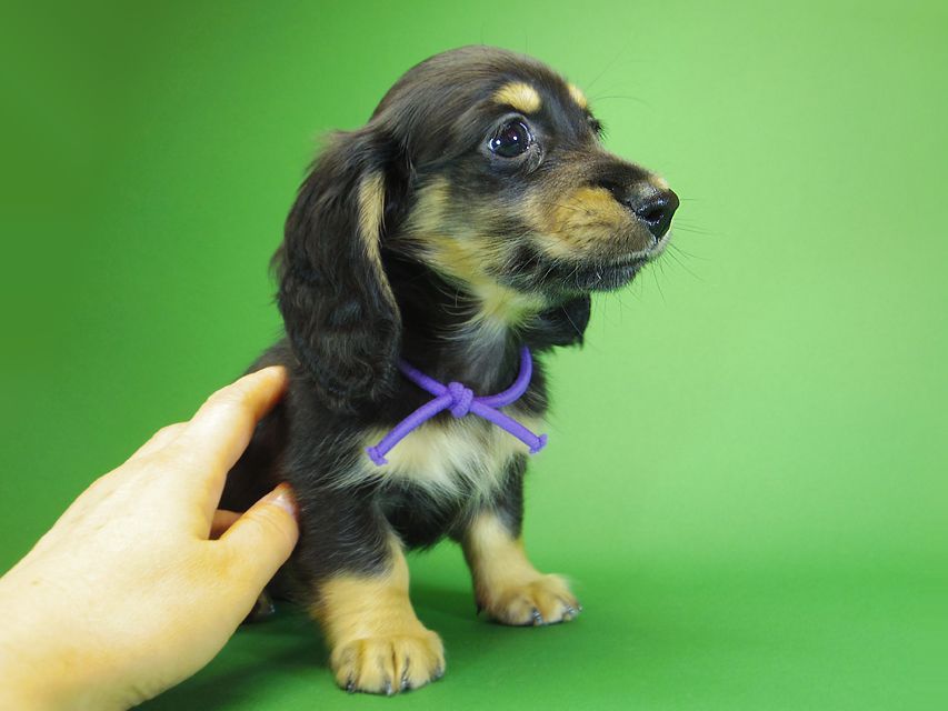 ダックスフンド カニンヘン アン.hb & ダルクの子犬 ブラッククリーム 男の子③