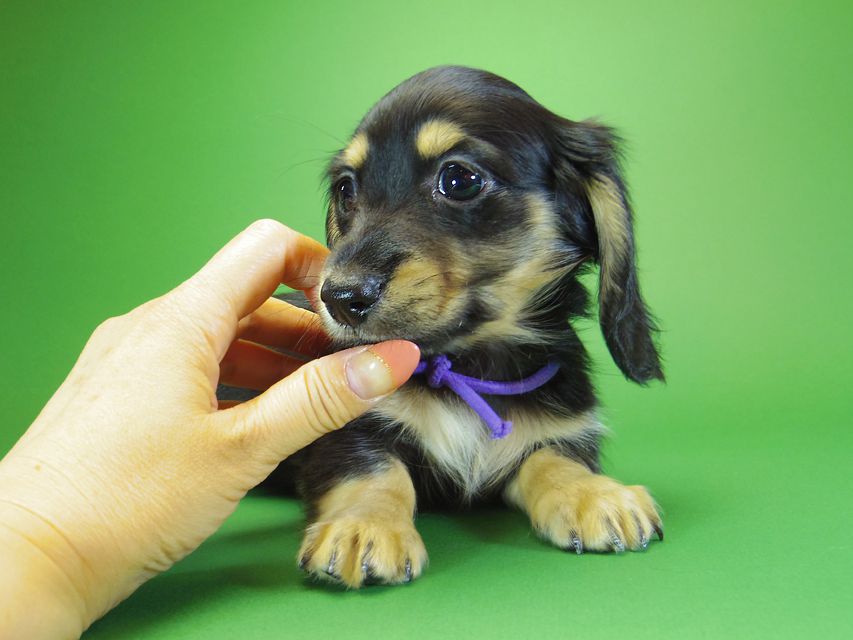 ダックスフンド カニンヘン アン.hb & ダルクの子犬 ブラッククリーム 男の子③