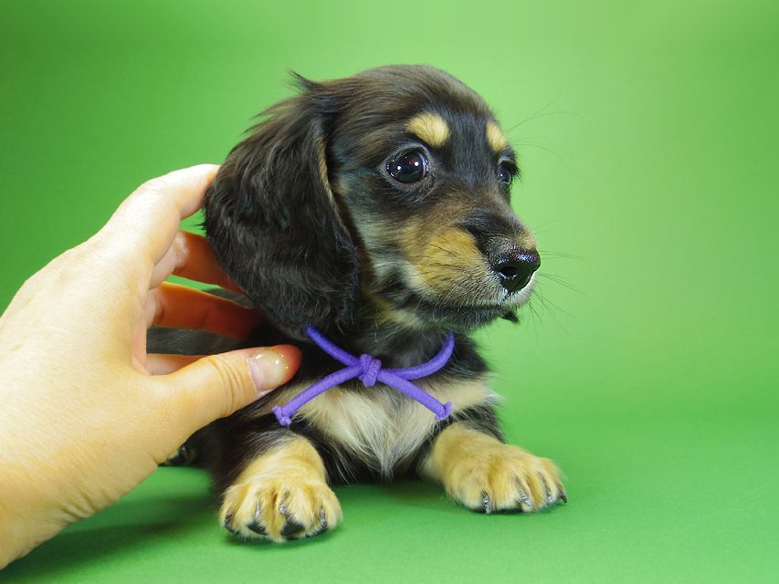 ダックスフンド カニンヘン アン.hb & ダルクの子犬 ブラッククリーム 男の子③