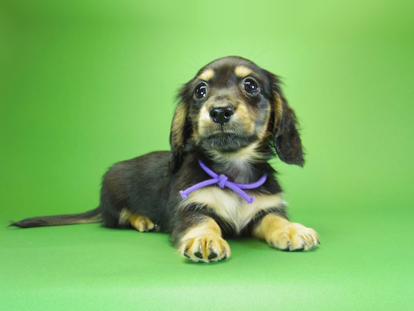 ダックスフンド カニンヘン アン.hb & ダルクの子犬 ブラッククリーム 男の子③