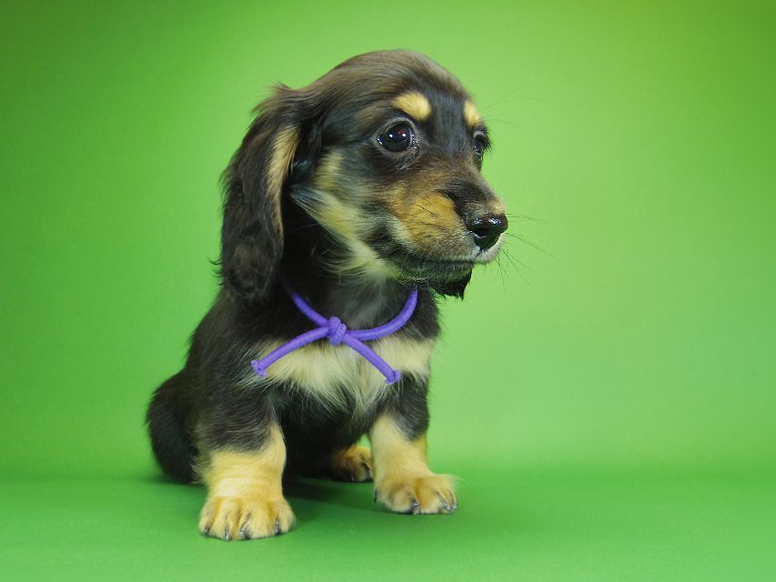 ダックスフンド カニンヘン アン.hb & ダルクの子犬 ブラッククリーム 男の子③