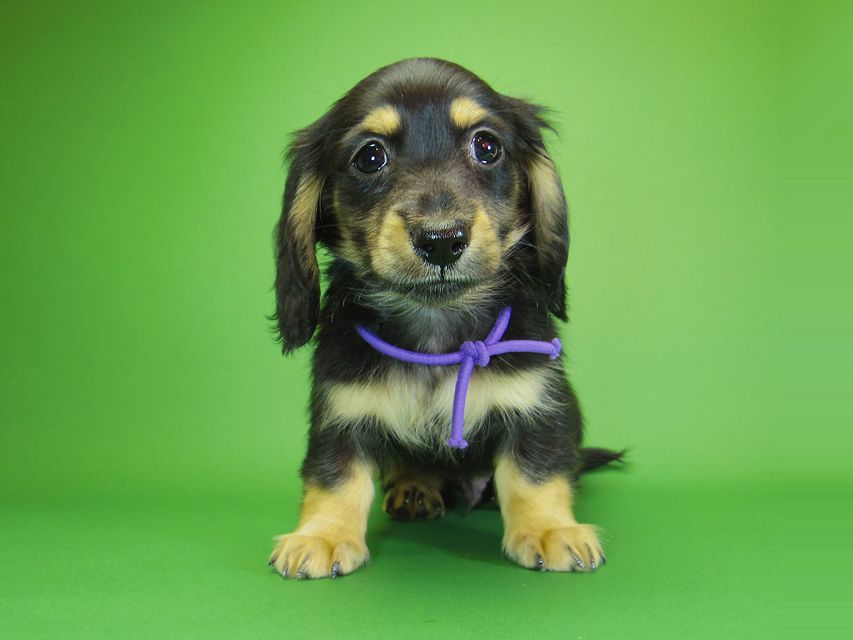 ダックスフンド カニンヘン アン.hb & ダルクの子犬 ブラッククリーム 男の子③