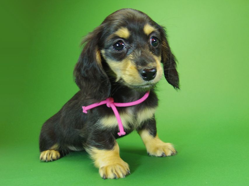 ダックスフンド カニンヘン アン.hb & ダルクの子犬 ブラッククリーム 女の子