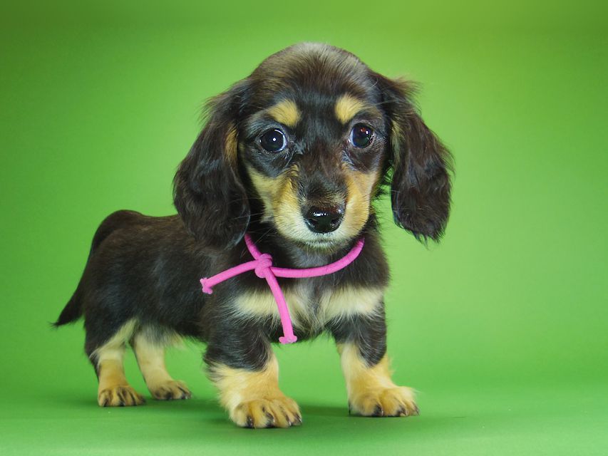 ダックスフンド カニンヘン アン.hb & ダルクの子犬 ブラッククリーム 女の子