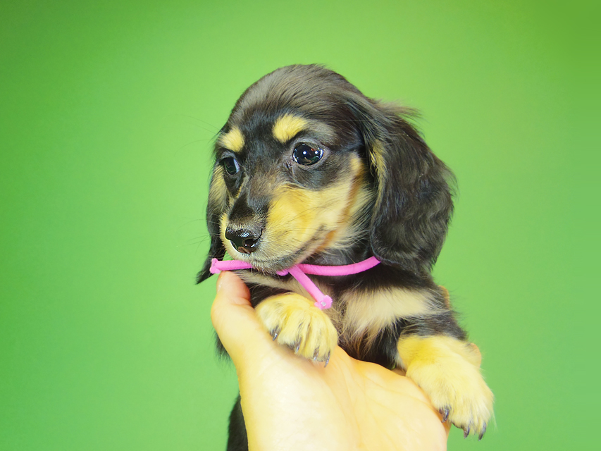 ダックスフンド カニンヘン アン.hb & ダルクの子犬 ブラッククリーム 女の子