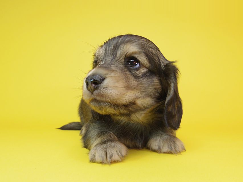 ダックスフンド カニンヘン リールー & オスカルの子犬 シェデットクリーム 男の子IMGP7490 ダックスフンド カニンヘン リールー & オスカルの子犬 シェデットクリーム 男の子