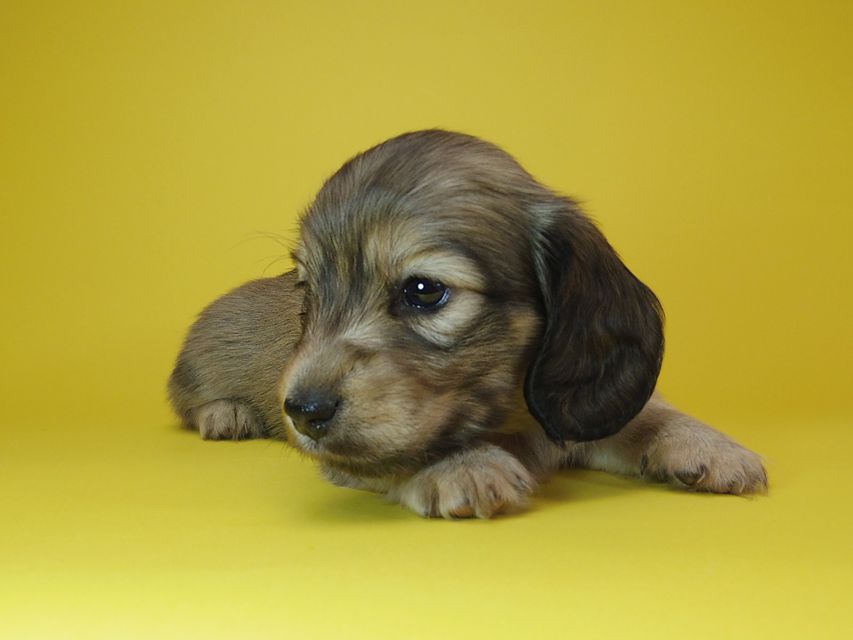 ダックスフンド カニンヘン リールー & オスカルの子犬 シェデットクリーム 女の子IMGP7527 ダックスフンド カニンヘン リールー & オスカルの子犬 シェデットクリーム 女の子