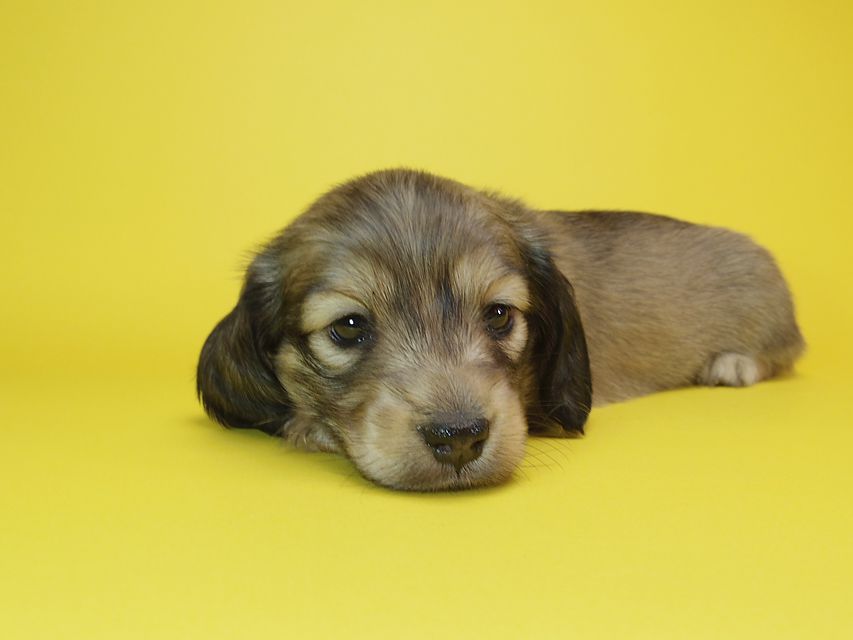 ダックスフンド カニンヘン リールー & オスカルの子犬 シェデットクリーム 女の子IMGP7538 ダックスフンド カニンヘン リールー & オスカルの子犬 シェデットクリーム 女の子