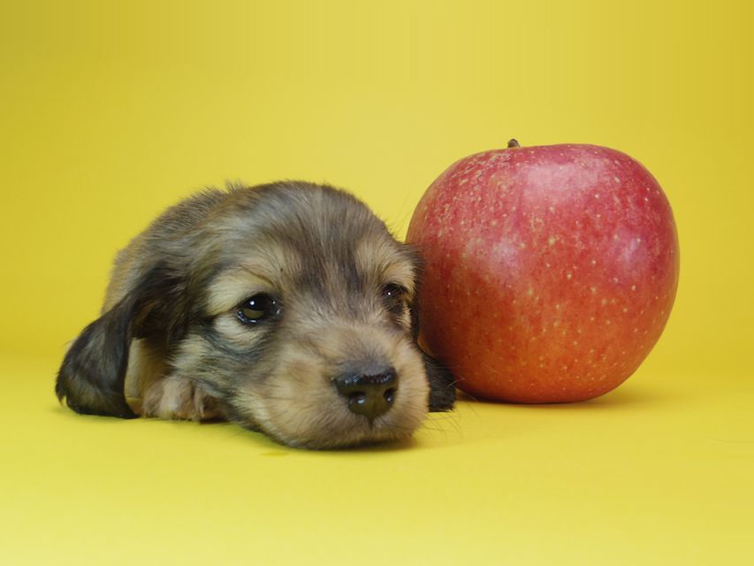 ダックスフンド カニンヘン リールー & オスカルの子犬 シェデットクリーム 女の子IMGP7550 ダックスフンド カニンヘン リールー & オスカルの子犬 シェデットクリーム 女の子