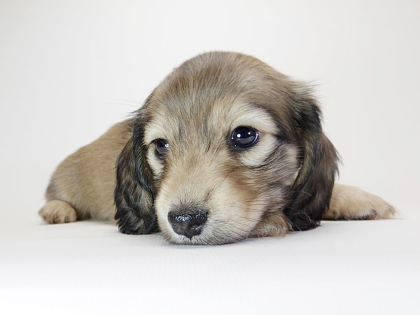 ダックスフンド カニンヘン リールー & オスカルの子犬 シェデットクリーム 女の子