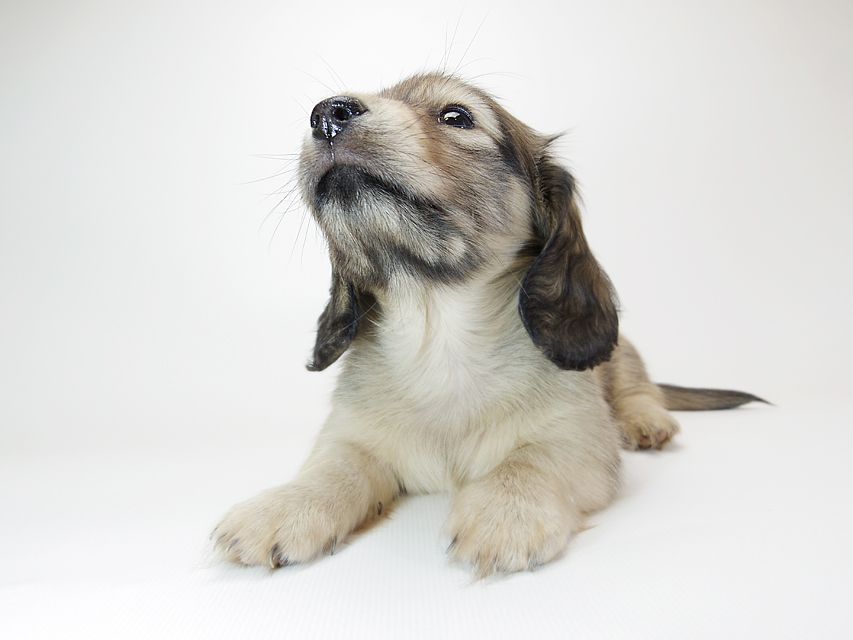 ダックスフンド カニンヘン リールー & オスカルの子犬 シェデットクリーム 女の子