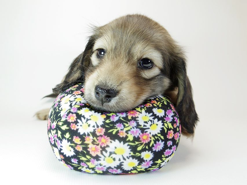 ダックスフンド カニンヘン リールー & オスカルの子犬 シェデットクリーム 女の子