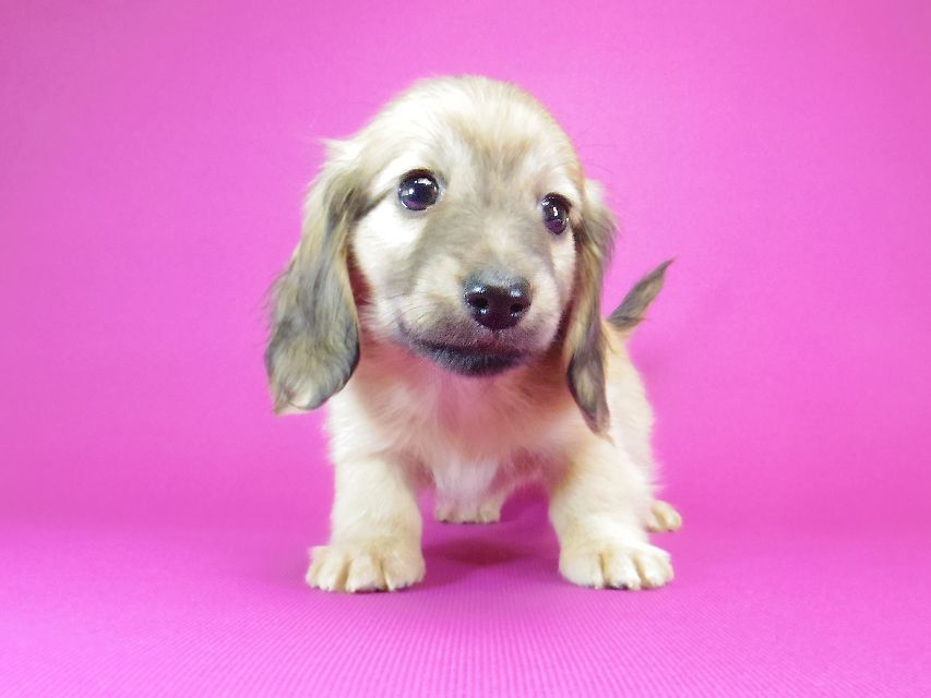 ダックスフンド カニンヘン サリー.Ti & ボーイの子犬 シェーデットクリーム 女の子