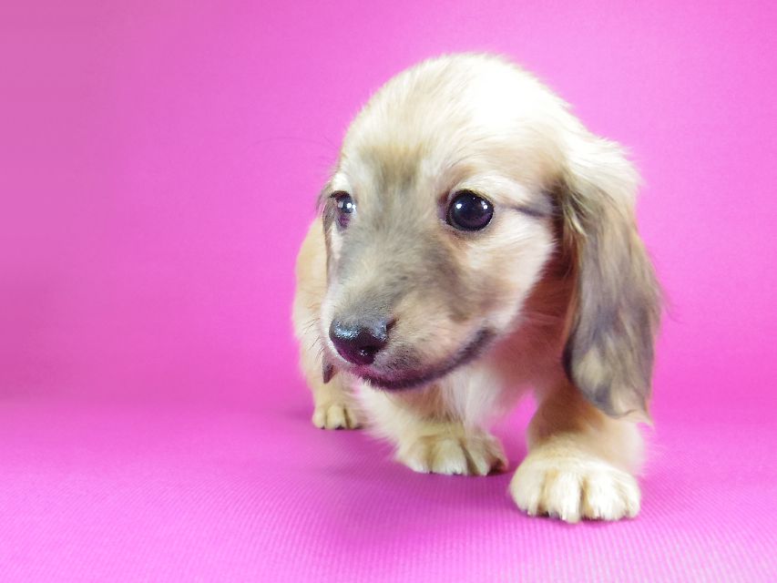 ダックスフンド カニンヘン サリー.Ti & ボーイの子犬 シェーデットクリーム 女の子