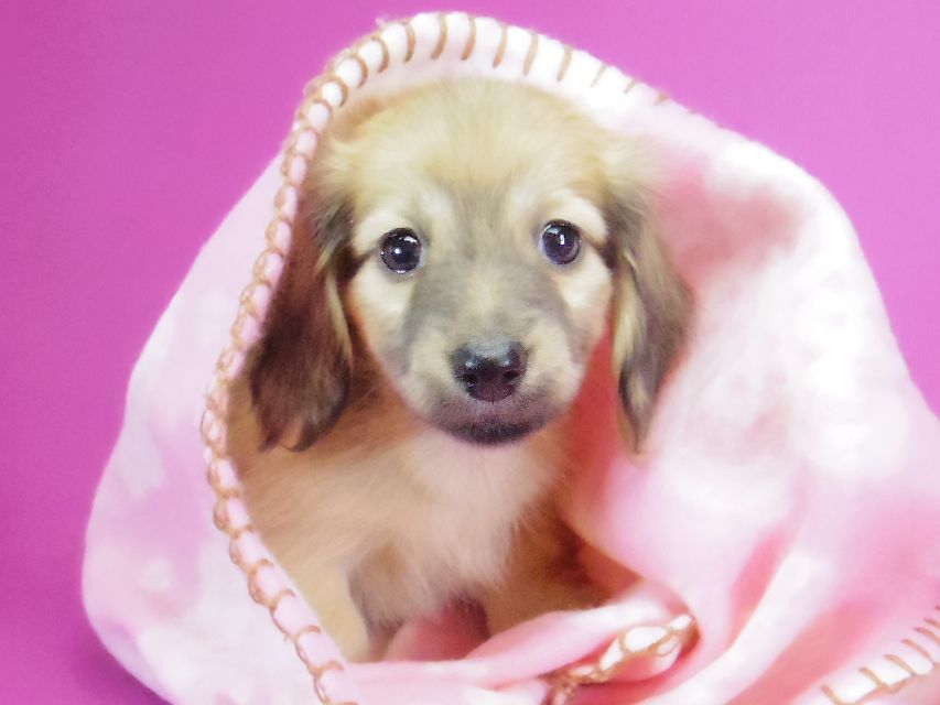 ダックスフンド カニンヘン サリー.Ti & ボーイの子犬 シェーデットクリーム 女の子