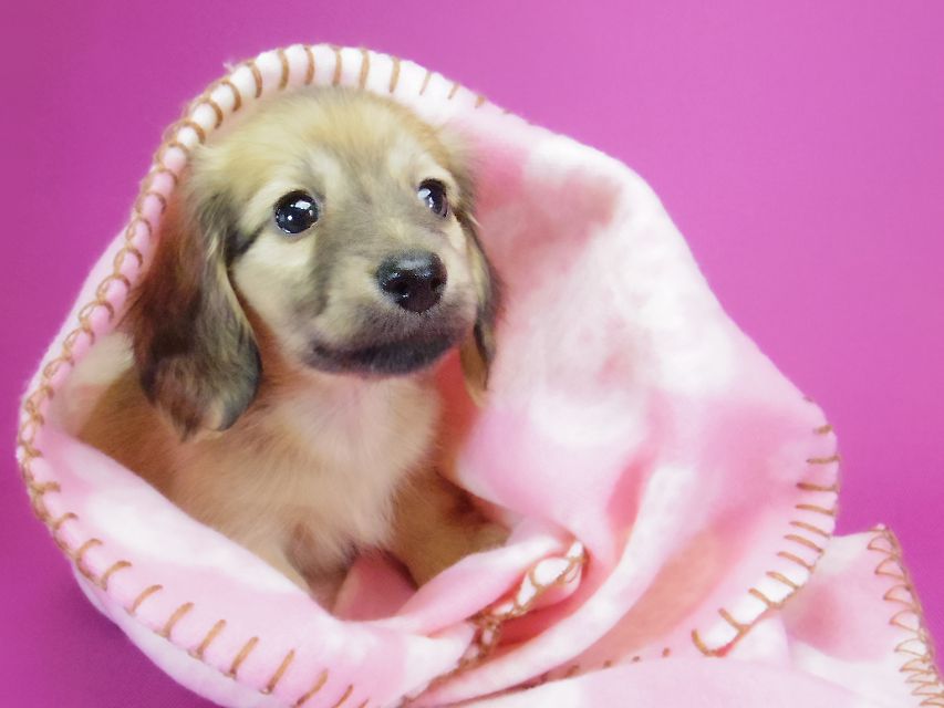 ダックスフンド カニンヘン サリー.Ti & ボーイの子犬 シェーデットクリーム 女の子