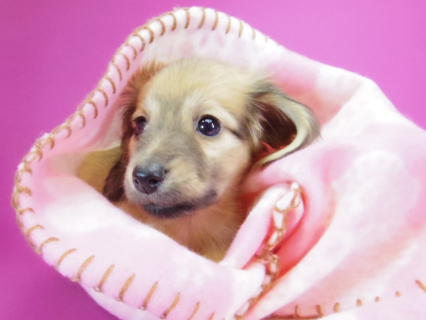 ダックスフンド カニンヘン サリー.Ti & ボーイの子犬 シェーデットクリーム 女の子