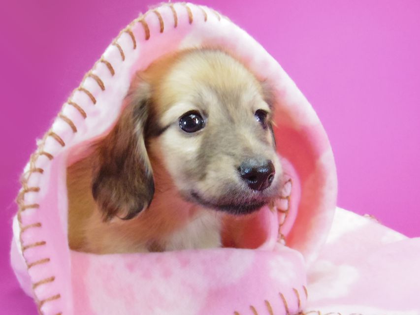 ダックスフンド カニンヘン サリー.Ti & ボーイの子犬 シェーデットクリーム 女の子