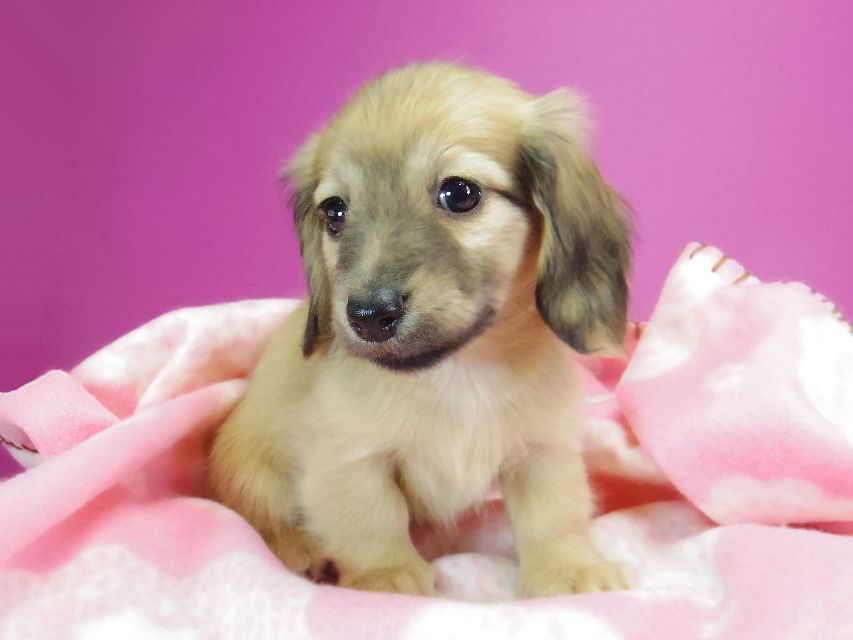 ダックスフンド カニンヘン サリー.Ti & ボーイの子犬 シェーデットクリーム 女の子