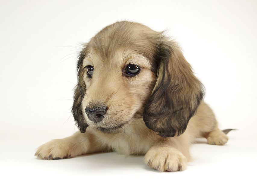 ダックスフンド カニンヘン リールー & オスカルの子犬 シェデットクリーム 女の子