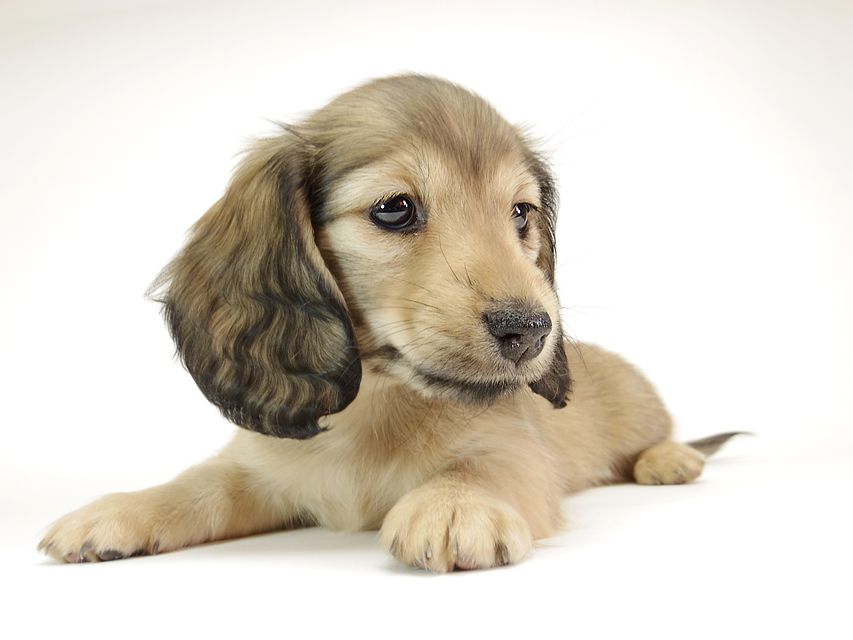 ダックスフンド カニンヘン リールー & オスカルの子犬 シェデットクリーム 女の子