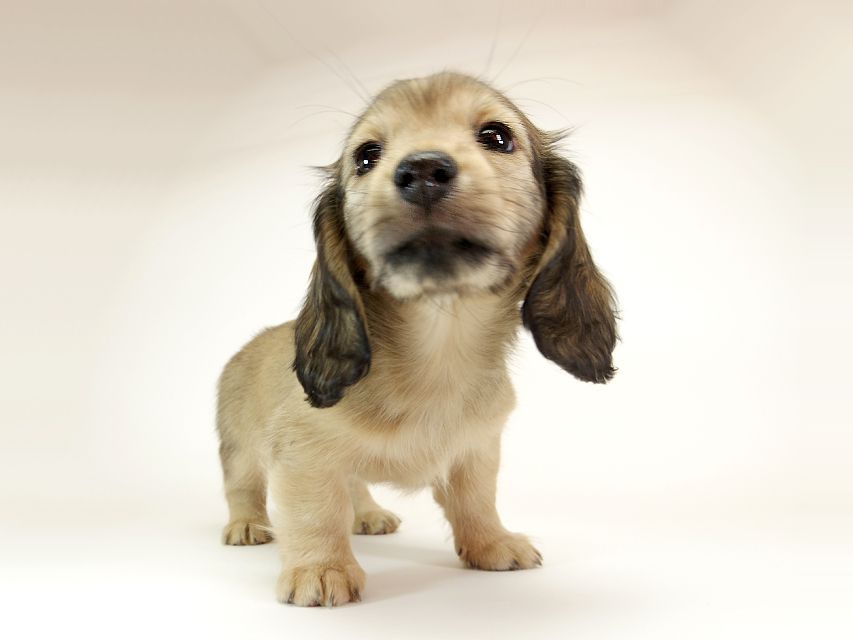 ダックスフンド カニンヘン リールー & オスカルの子犬 シェデットクリーム 女の子