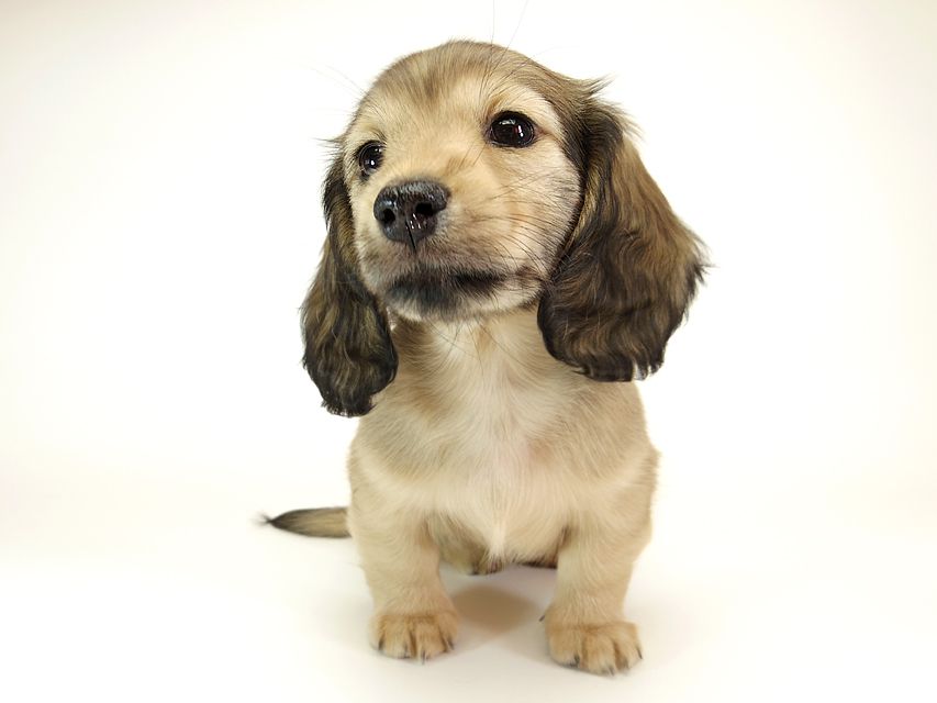 ダックスフンド カニンヘン リールー & オスカルの子犬 シェデットクリーム 女の子