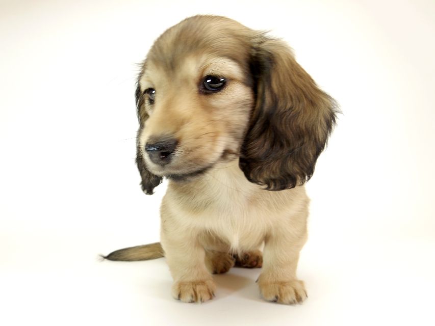 ダックスフンド カニンヘン リールー & オスカルの子犬 シェデットクリーム 女の子