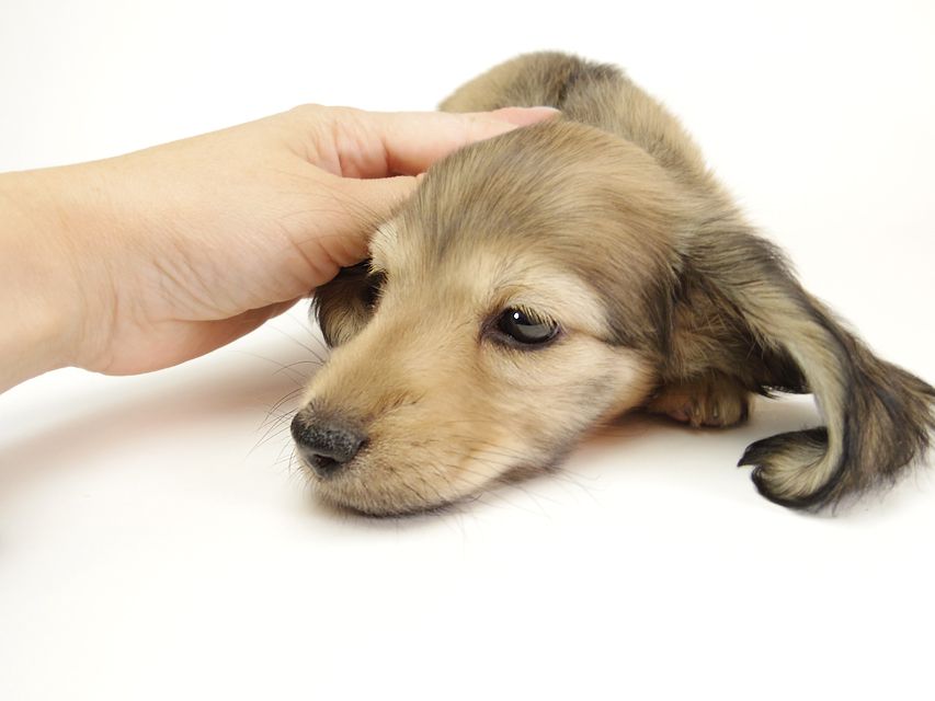 ダックスフンド カニンヘン リールー & オスカルの子犬 シェデットクリーム 女の子