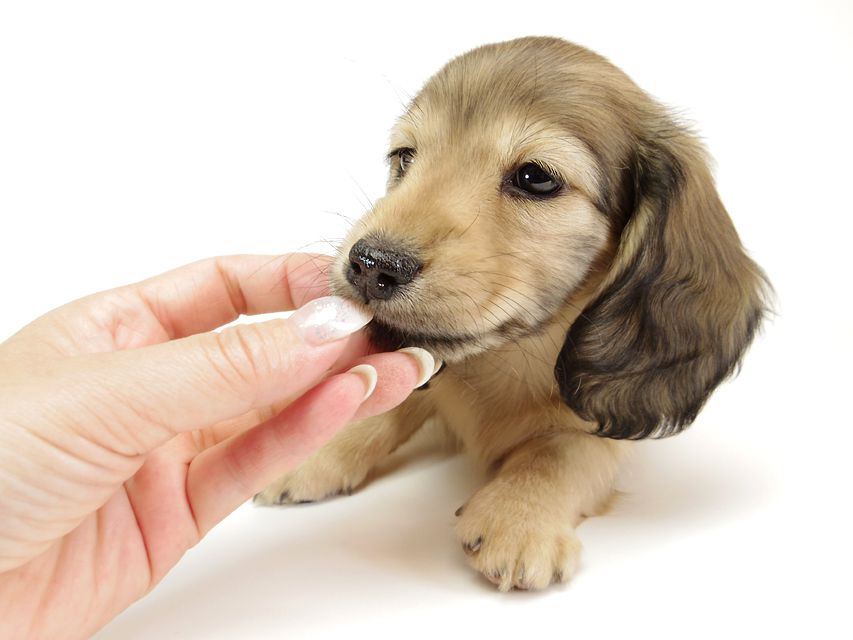 ダックスフンド カニンヘン リールー & オスカルの子犬 シェデットクリーム 女の子