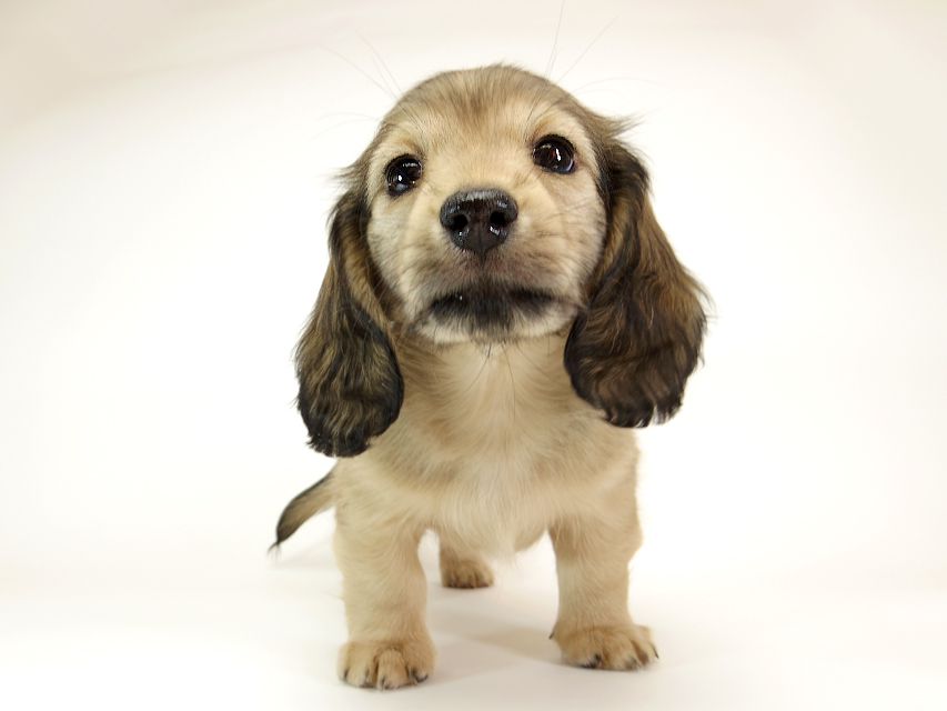 ダックスフンド カニンヘン リールー & オスカルの子犬 シェデットクリーム 女の子