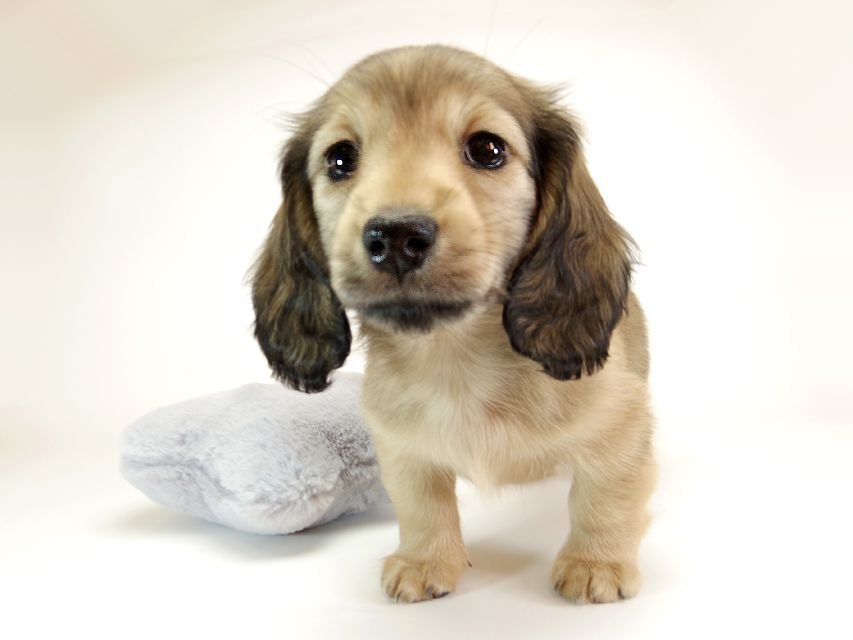 ダックスフンド カニンヘン リールー & オスカルの子犬 シェデットクリーム 女の子