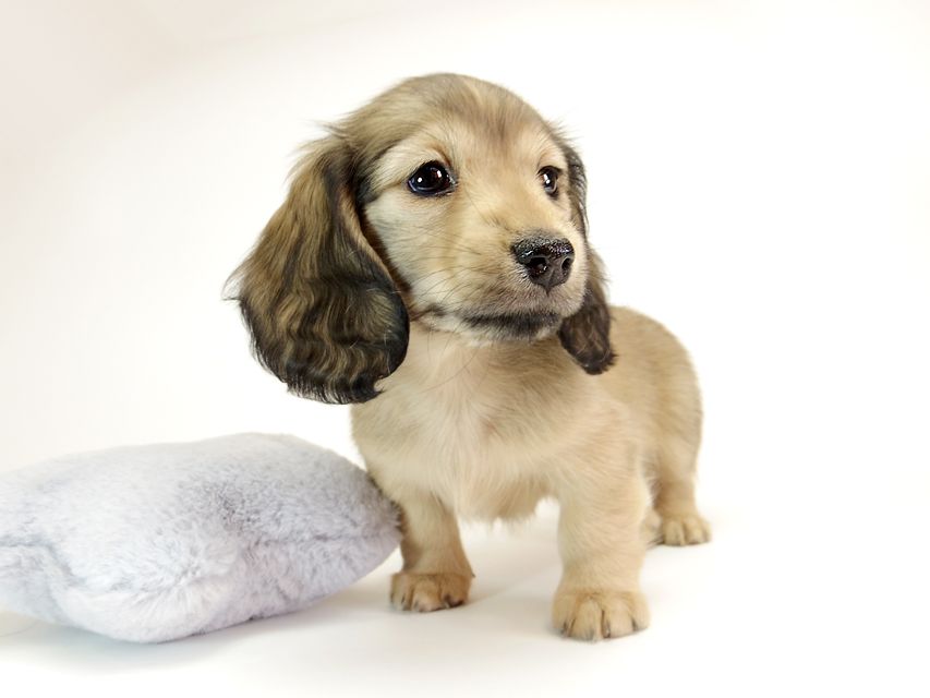 ダックスフンド カニンヘン リールー & オスカルの子犬 シェデットクリーム 女の子