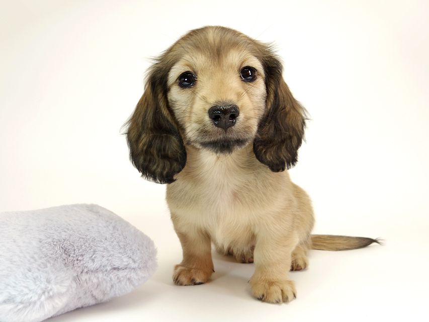 ダックスフンド カニンヘン リールー & オスカルの子犬 シェデットクリーム 女の子