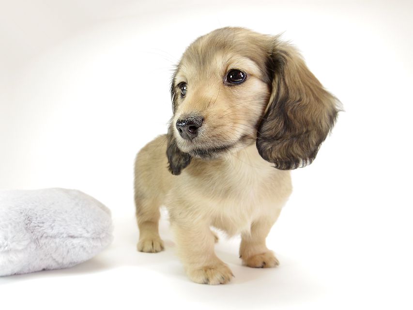 ダックスフンド カニンヘン リールー & オスカルの子犬 シェデットクリーム 女の子