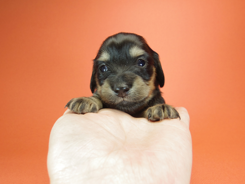 ダックスフンド カニンヘン ピノ & バロン君の子犬 ブラッククリーム 女の子② お写真初登場IMGP8190 ダックスフンド カニンヘン ピノ & バロン君の子犬 ブラッククリーム 女の子② お写真初登場