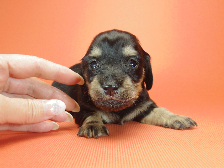 ダックスフンド カニンヘン ピノ & バロン君の子犬 ブラッククリーム 女の子② お写真初登場IMGP8197 ダックスフンド カニンヘン ピノ & バロン君の子犬 ブラッククリーム 女の子② お写真初登場